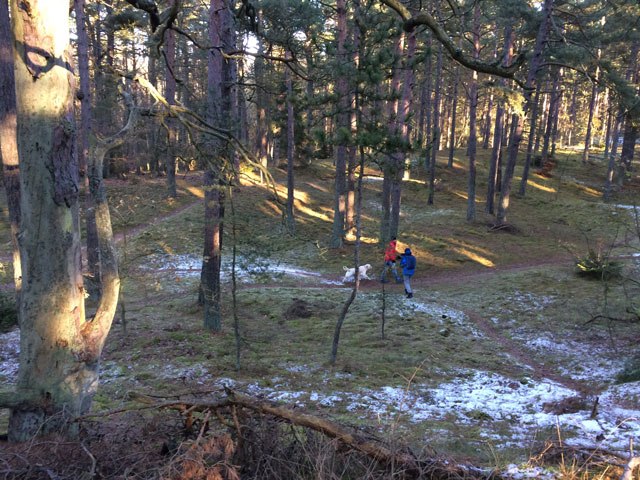 Skogen är en avstressande miljö