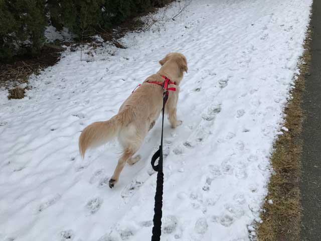 Löpning med hund