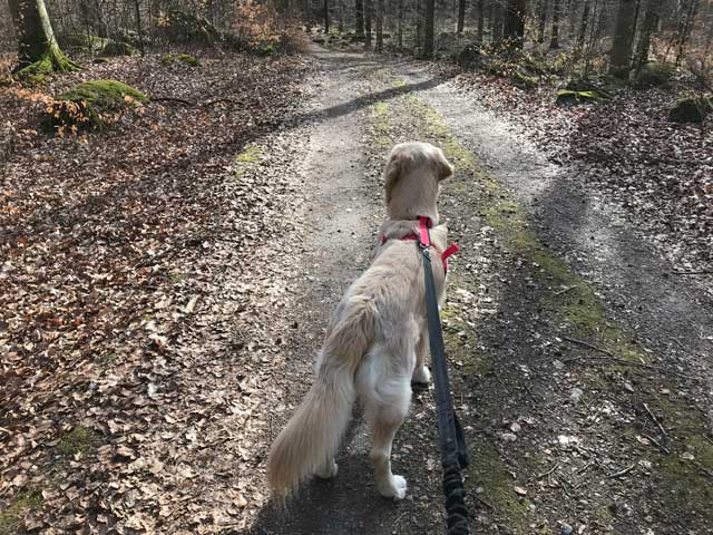 Löpning med hund på Balsberget