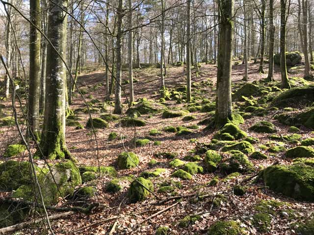 Balsbergets vackra natur en tidig vår